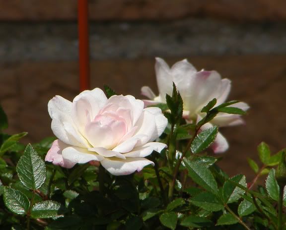 Cinderella First bloom 5/3/12